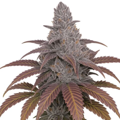 Sangria Cannabis Seeds