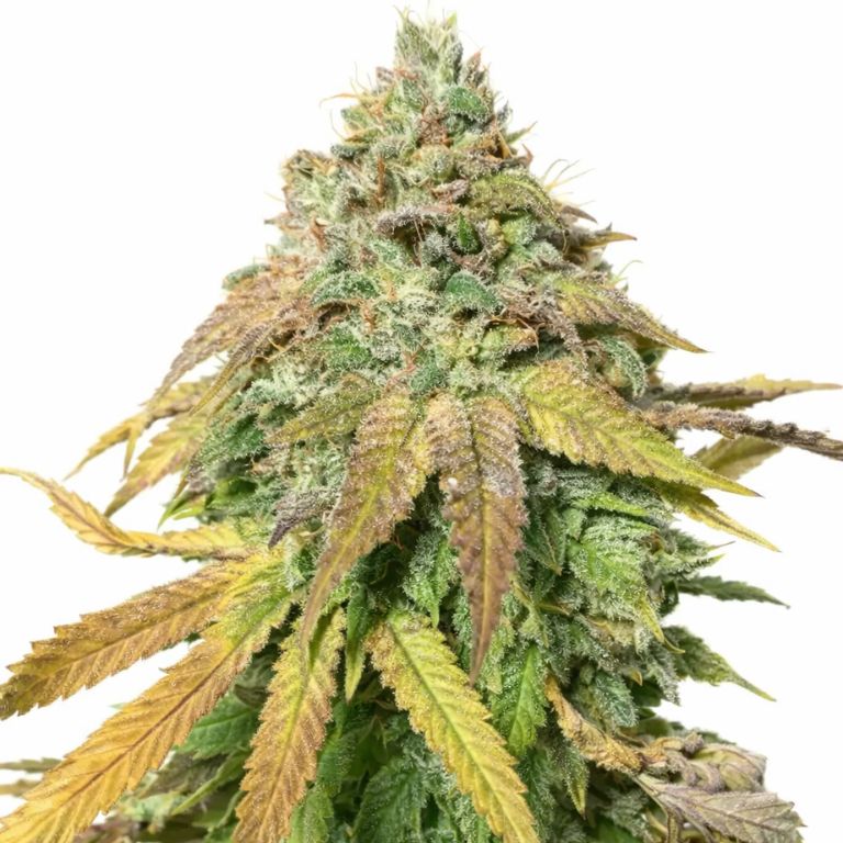 Sasquatch cannabis seeds