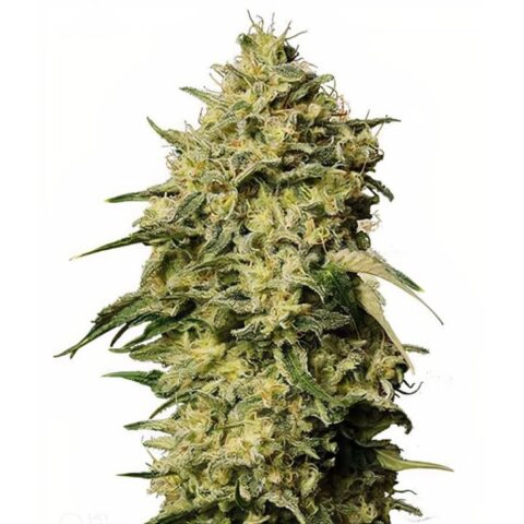 Schrom Cannabis Seeds