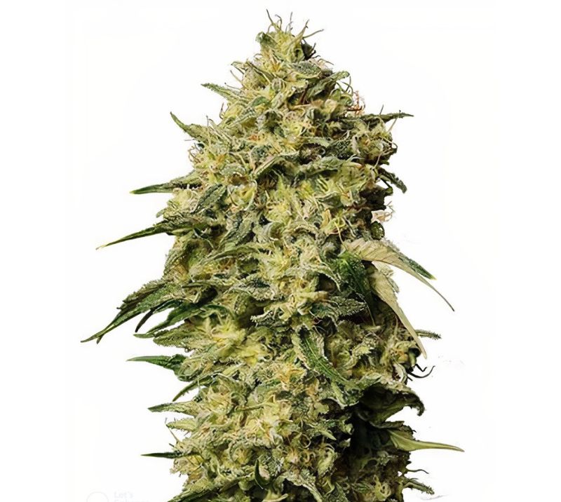 Schrom Cannabis Seeds