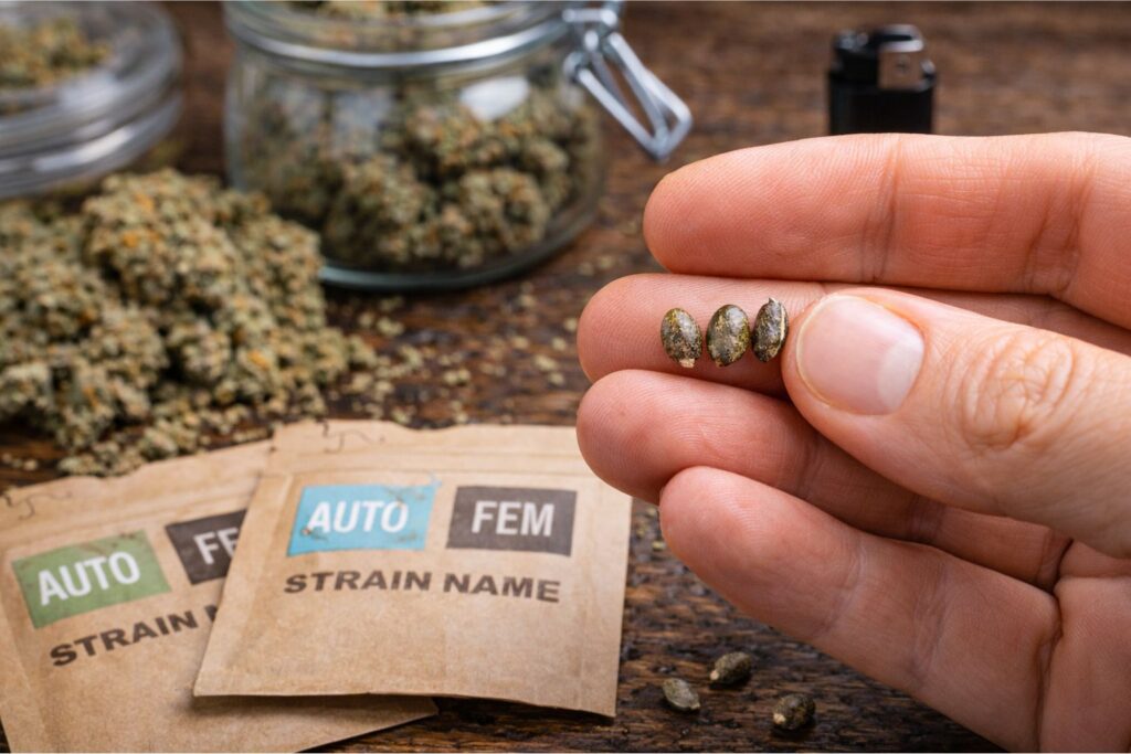 best homegrown weed for blunts