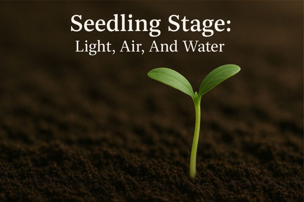 outdoor cannabis cultivation