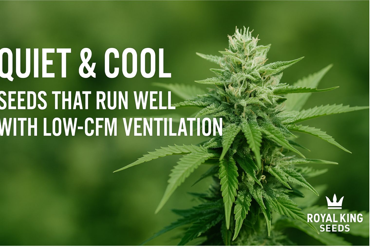 low-CFM ventilation cannabis seeds