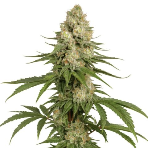 Close-up of a Sharksbreath cannabis plant with dense frosty buds and slender green leaves.