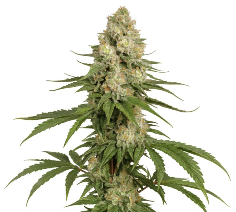 Close-up of a Sharksbreath cannabis plant with dense frosty buds and slender green leaves.