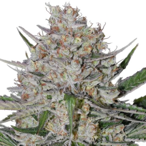Silverback Gorilla Cannabis Seeds