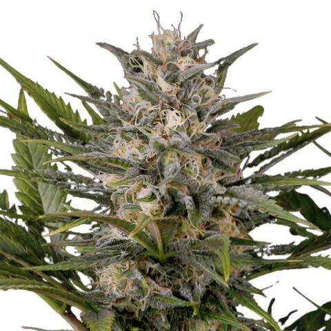 Skunk No. 1 Cannabis Seeds