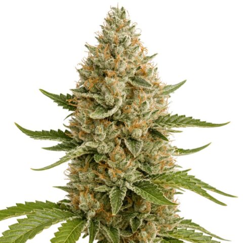 Snoop Dogg OG cannabis seeds