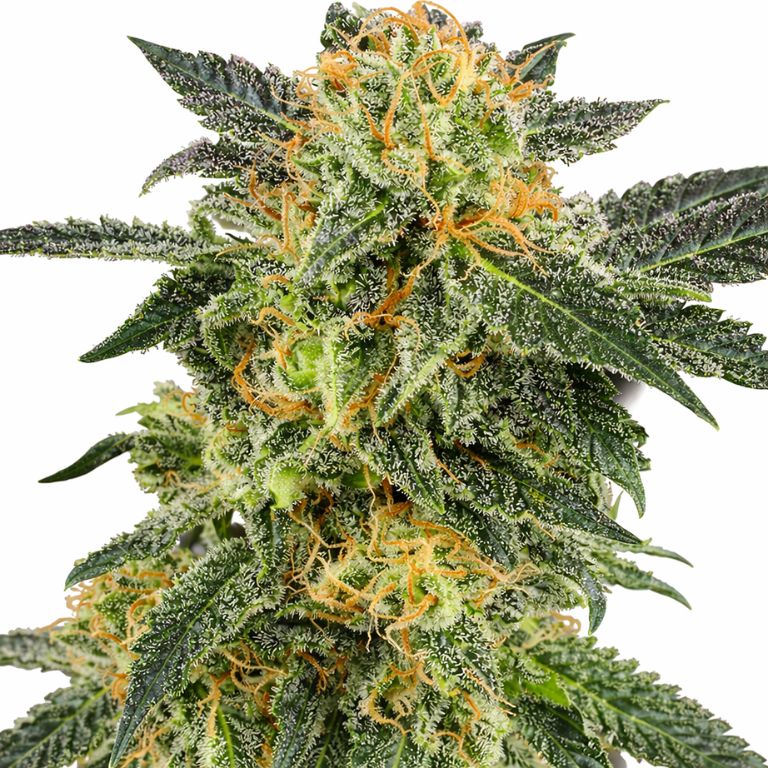 Snow Monster Cannabis Seeds