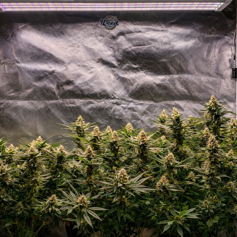 Snow Monster Grow Room