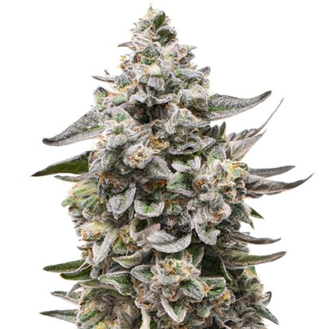 Snow White Cannabis Seeds