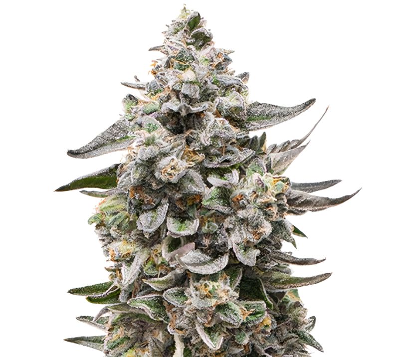 Snow White Cannabis Seeds