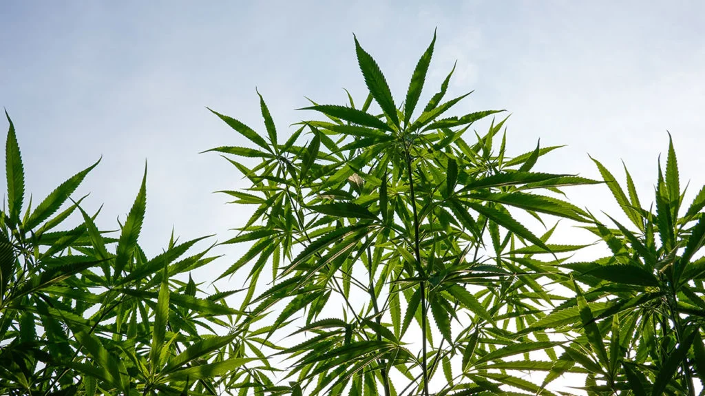 Soul Shine Strain Review