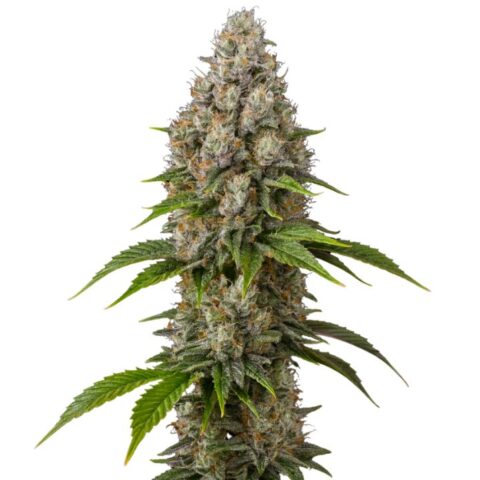 Close-up of a Sour Grape cannabis bud with frosty trichomes, purple-green flowers, and orange pistils.