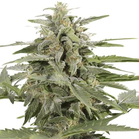 Sour Apple Cannabis Seeds