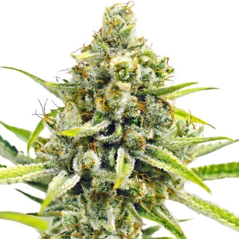 Sour Bubba Cannabis Seeds