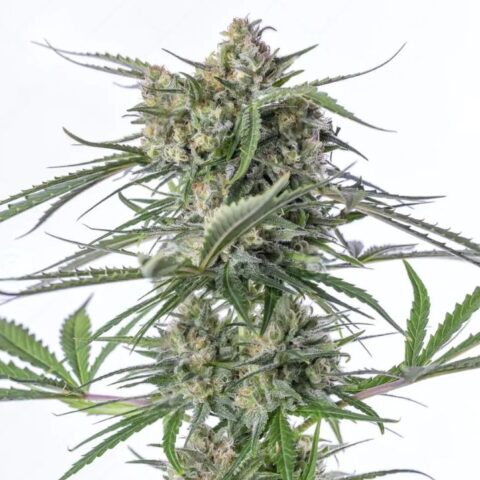 Sour Bubble Cannabis Seeds