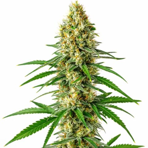Sour Cookies Cannabis Seeds