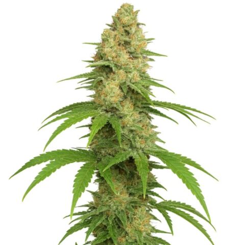 Close-up of a Sour Girl cannabis bud with frosty trichomes, orange pistils, and bright green leaves.