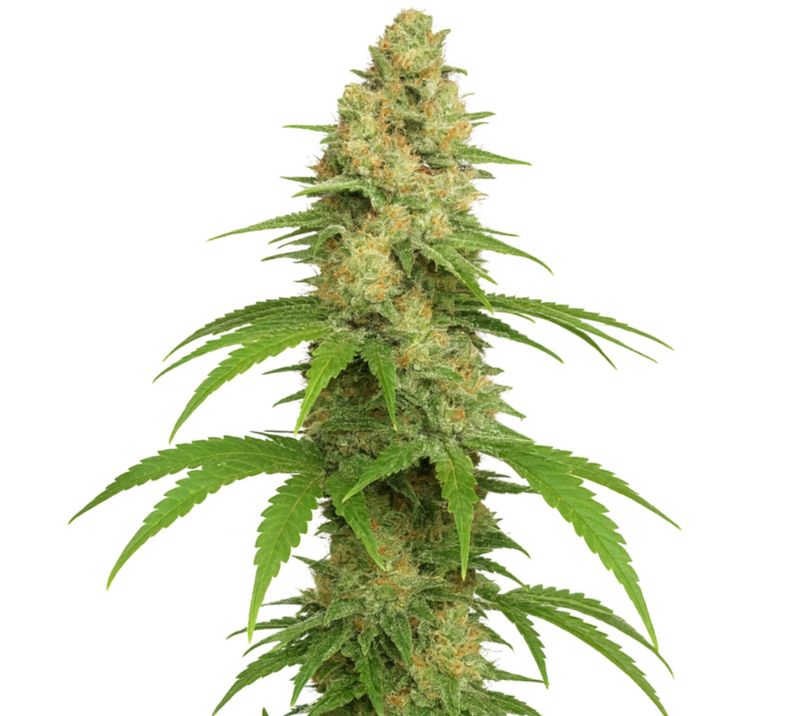 Close-up of a Sour Girl cannabis bud with frosty trichomes, orange pistils, and bright green leaves.