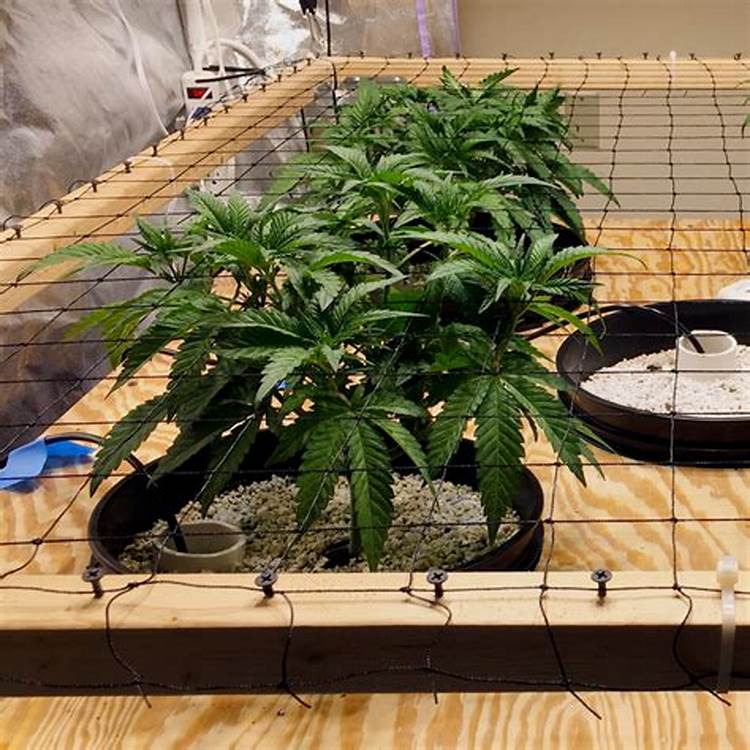 Sour Girl scrog