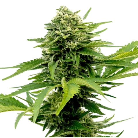 Sour Jack Cannabis Seeds