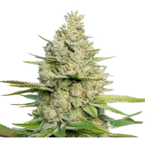 Sour Kush Cannabis Seeds