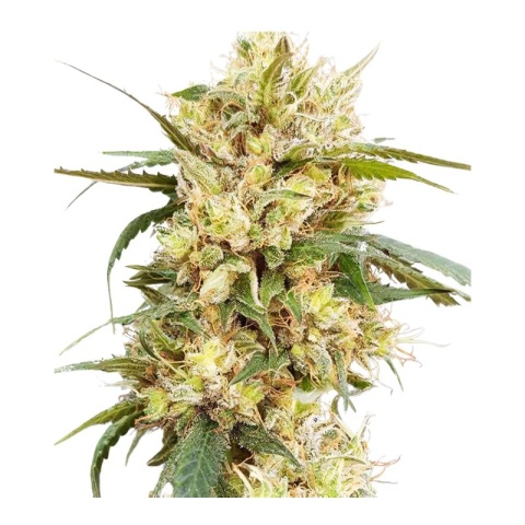 Sour Tangie Cannabis Seeds