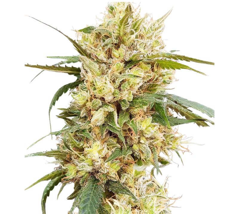 Sour Tangie Cannabis Seeds