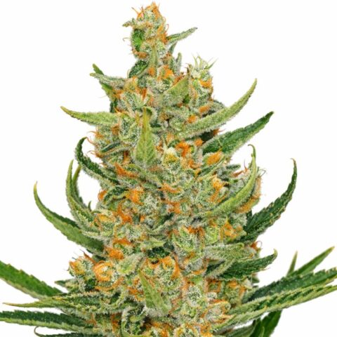 Space Bomb cannabis seeds