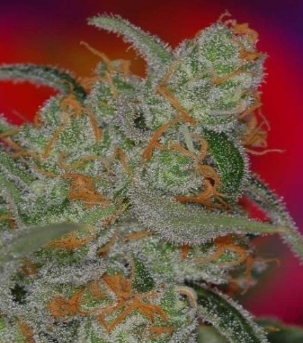 Space Bomb trichomes