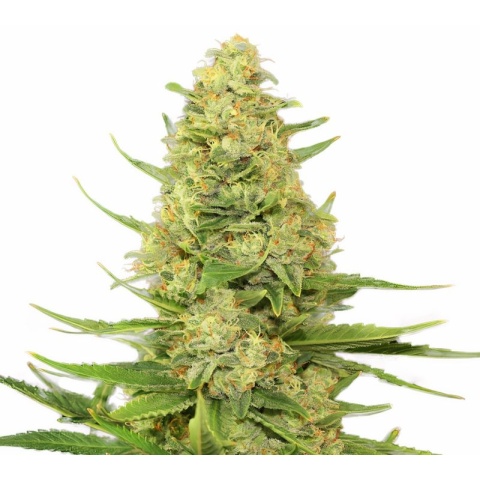 Space Candy Cannabis Seeds