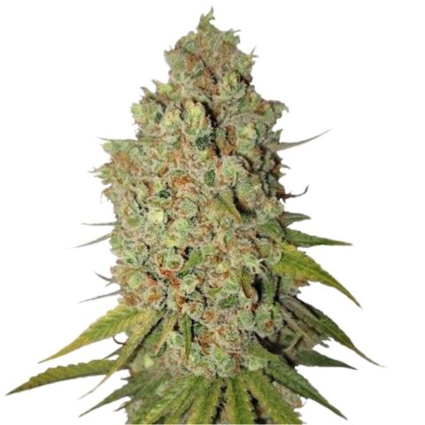 Special Kush #1 Cannabis Seeds