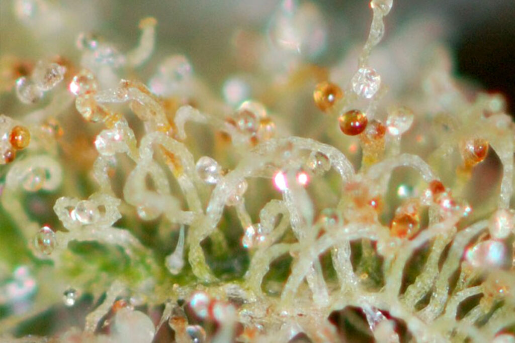 StarBud trichomes