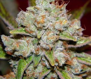 Star Killer trichomes