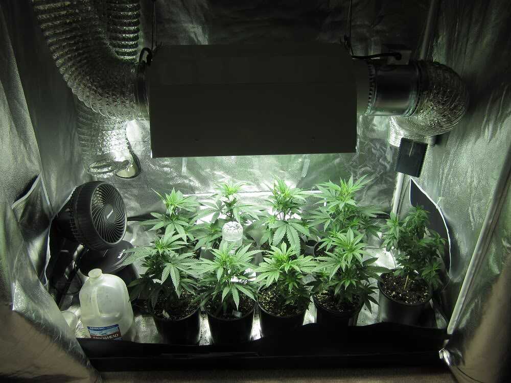 indoor cannabis cultivation