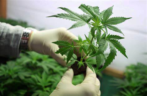 Stinking Rich cultivation