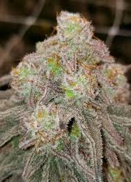 Stinking Rich trichomes