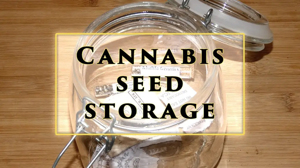Storing Cannabis Seeds 1 1 1024x576 1