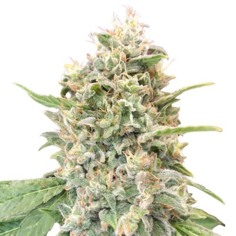 Strawberry Banana Cannabis Seeds