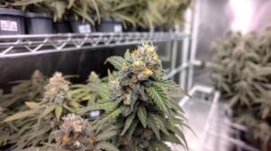 Strawberry Cheesecake cannabis seeds