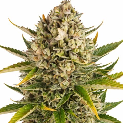 Strawberry Cheese Cannabis Seeds