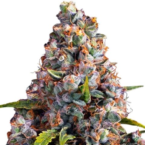 Close-up of Strawberry Cheesecake cannabis seeds known for producing sweet, fruity buds with powerful Indica effects.