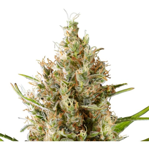 Strawberry Diesel Cannabis Seeds