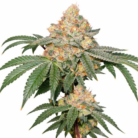 Strawberry Gary cannabis seeds