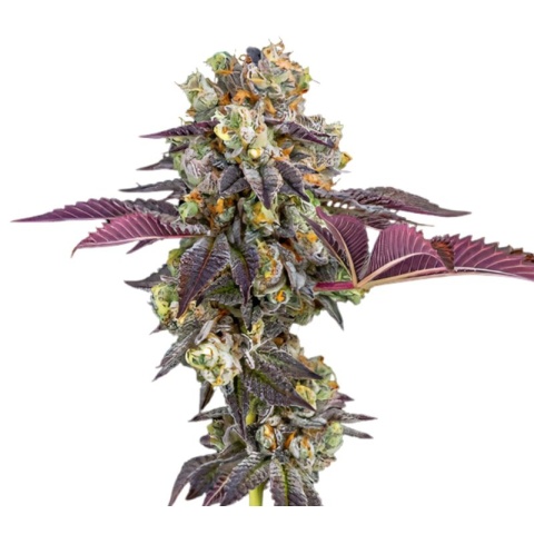 Strawberry Haze Cannabis Seeds