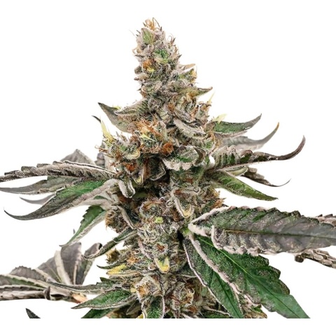 Strawberry Lemonade Cannabis Seeds