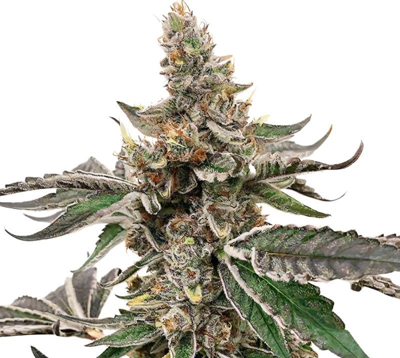 Strawberry Lemonade Cannabis Seeds