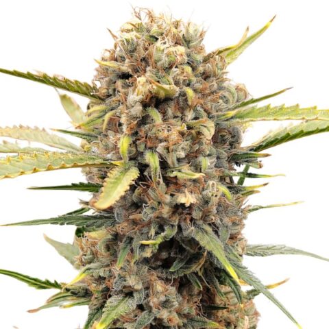 Sugar Cookie Cannabis Seeds