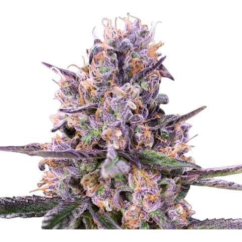 Sundae Driver Cannabis Seeds